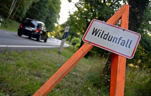 Wildunfälle: Schweizweit 50 Millionen Franken Sachschäden
