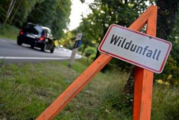 Wildunfälle: Schweizweit 50 Millionen Franken Sachschäden